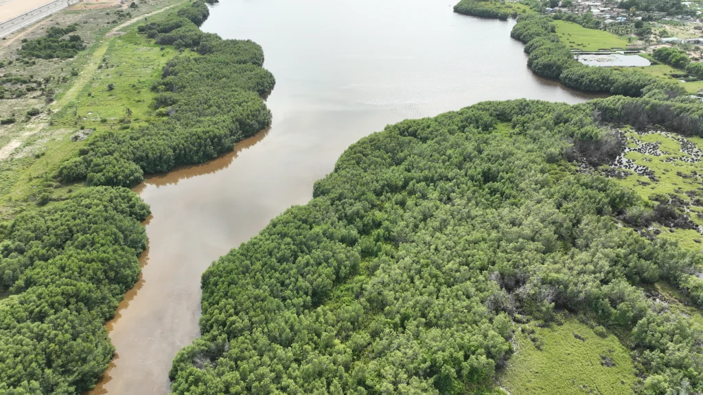 vue aérienne d'un chenal lagunaire bordé de mangrove, en arrière du cordon littoral