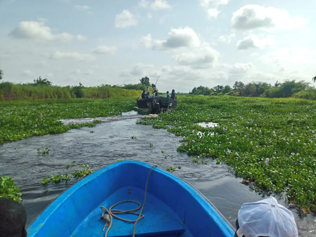 progression en barque dans un chenal envahi par la jacinthe d'eau